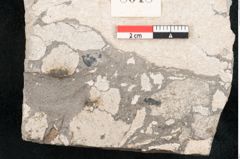 Foto (Detailansicht) von Cassia hyperborea Unger (NHMW-GEO-2024-0188-8048)